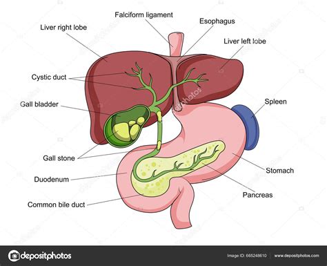 Estructura Cálculos Biliares Diagrama Vesícula Biliar Ilustración Trama Esquemática Ilustración ...