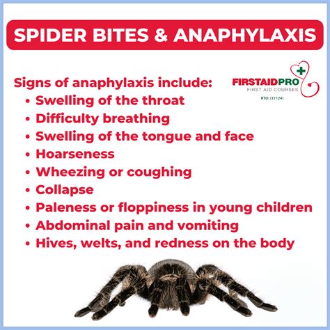 Huntsman Spider Bite - How dangerous are they? - FirstAidPro