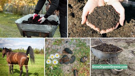 Why Is Horse Manure A Good Fertilizer at Edward Hillary blog
