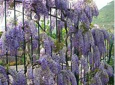 glicine fiore glicine il lilla piace ritrovo fiore glicine fiore glicine il lilla piace ritrovo fiore