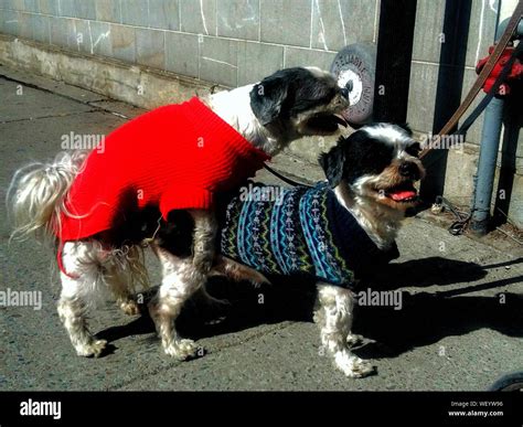 Dogs Mating High Resolution Stock Photography and Images - Alamy