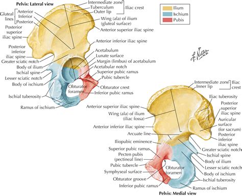 Hip and Pelvis - Clinical Tree