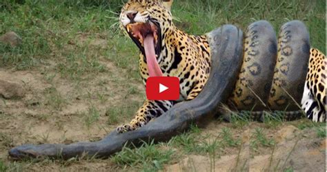 Image result for Jaguar vs Python