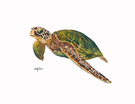 Drawing Green Sea Turtle – Warehouse of Ideas