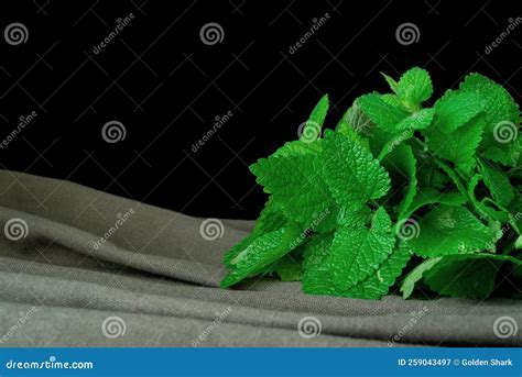 Lemon Balm (herb) Tied in a Bunch on Backgriound Stock Image - Image of plants, macro: 259043497