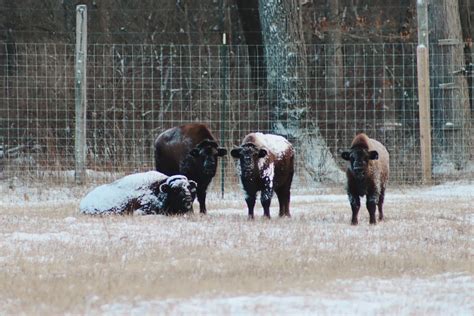 Pittsburgh Zoo Welcomes Bison to International Conservation Center ...