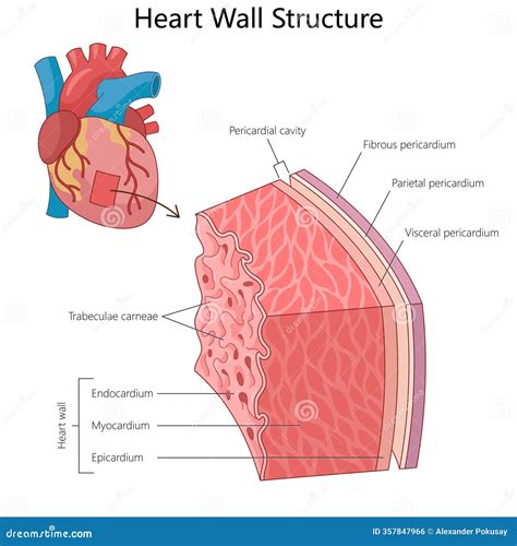 Heart Wall Structure and Layers Diagram Medical Stock Vector - Illustration of diagram ...