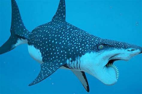 旋齿鲨简介，拥有奇特的牙齿（灭绝于2.5亿年前） — 探灵网