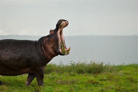 Image result for Rhino Shield Skin Tutorial