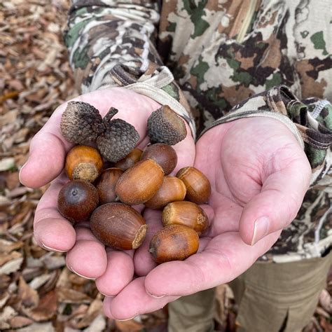 Types Of Acorns