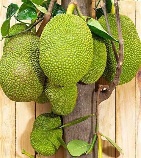 Thai Green Jackfruit Tree Plant, Hybrid Grafted All Time Green Jackal ...