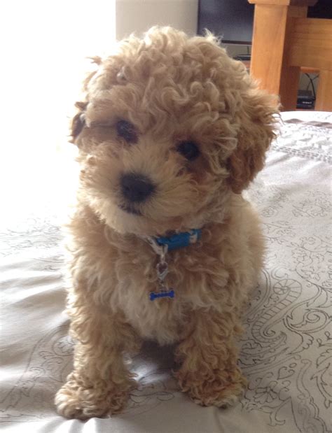Bichon Frise Poodle Mix