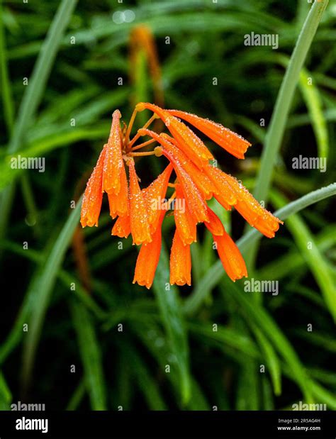 Bright orange dobo hi-res stock photography and images - Alamy