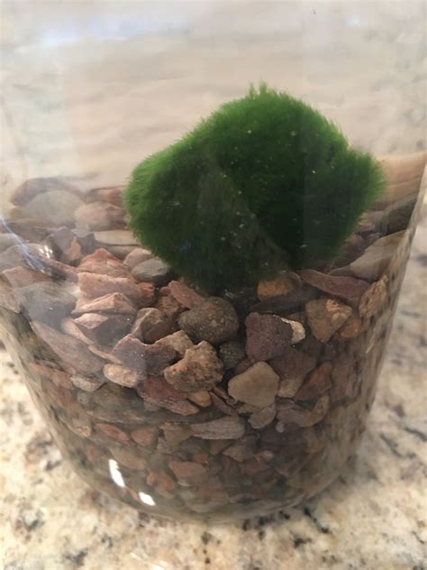 Marimo Starter Kit (16 Ounce Mason Jar) (1″ Moss Ball) (US Only ...