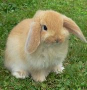 Image result for Holland Lop Rabbit Baby