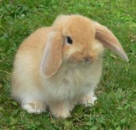 Image result for Harlequin Holland Lop Rabbit