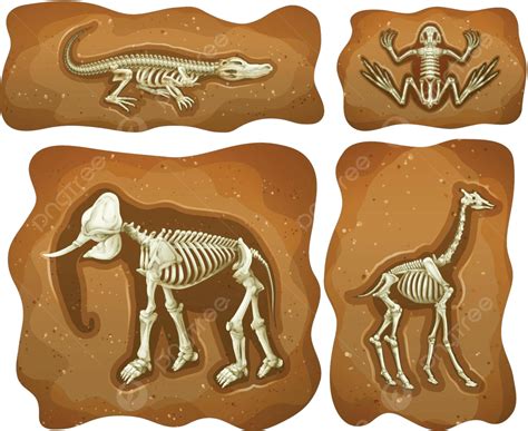 Four Different Fossils Underground Geology Clipart Collection Vector ...