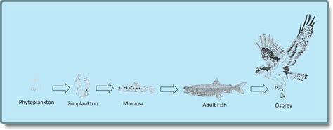 Download Aquatic_ Food_ Chain_ Illustration | Wallpapers.com