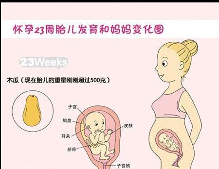 怀孕23周胎儿发育 - 知乎