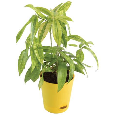 Ugaoo Dracaena Golden Milky Plant with Self Watering Pot : Amazon.in ...
