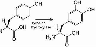 Image result for Tyrosine Hydroxylase Mechanism
