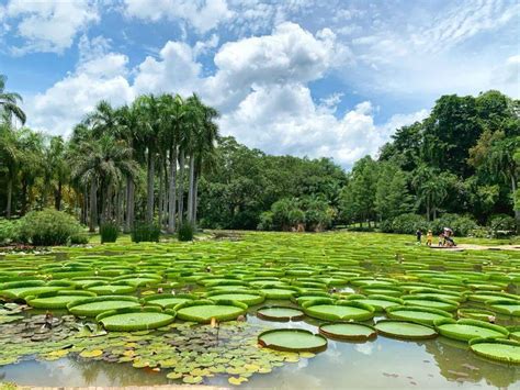 中科院西双版纳热带植物园旅游景点真实照片(3)_配图网
