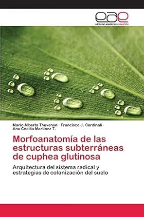 Buy Morfoanatomía de las estructuras subterráneas de cuphea glutinosa ...