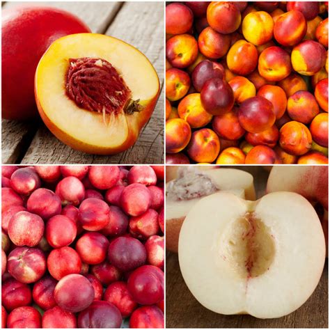 Nectarine Calories Large at Lori Birdwell blog