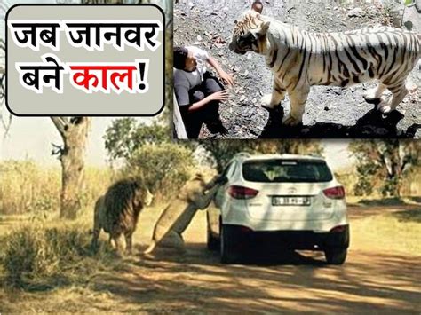जब शेर ने किया कार पर अटैक, जानिए 10 ऐसे ही खतरनाक मामले, इंसानों के ...