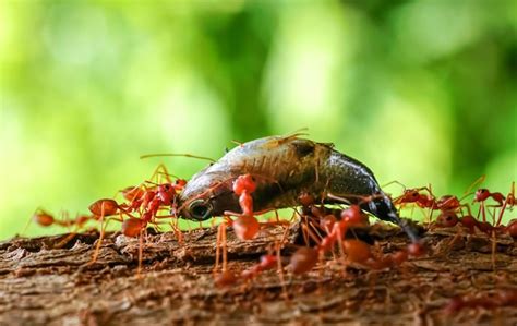 Image result for Alien First Model