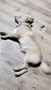 Sleeping Dogs Sleeping Dogs Game GIF - Sleeping dogs Sleeping dogs game ...