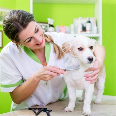 Do Fleas Fly? How These Gravity Defying Pests Harm Your Pets - Pest Control