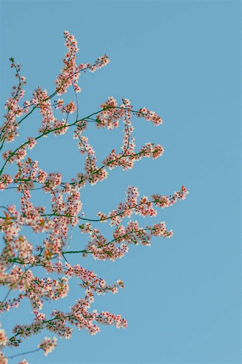 Cherry Blossom Japan 的图像结果