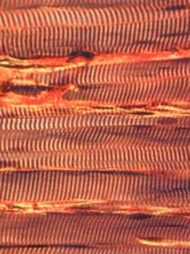 Basic Tissues 的图像结果