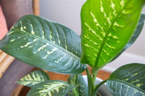 Dieffenbachia (Dumb Cane): Plant Care & Growing Guide