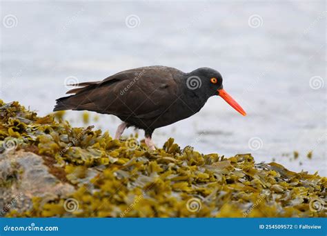 Black Oystercatcher Looking for Food at Seaside Beach Stock Photo ...