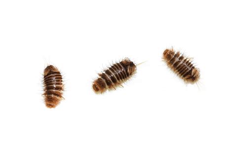 Do Carpet Beetle Bites Look Like - Home Alqu