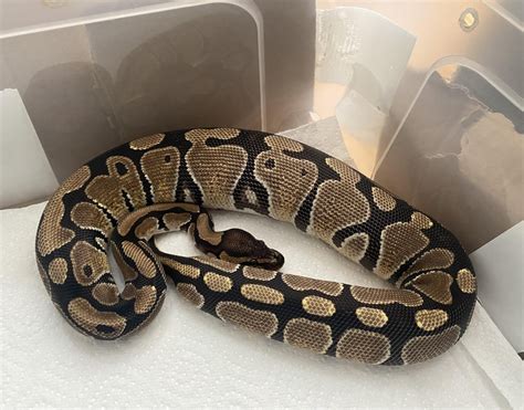Image result for Ball Python Weights