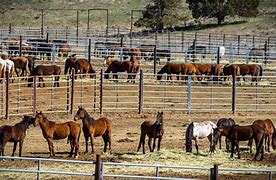 Image result for Used Outdoor Horse Corral