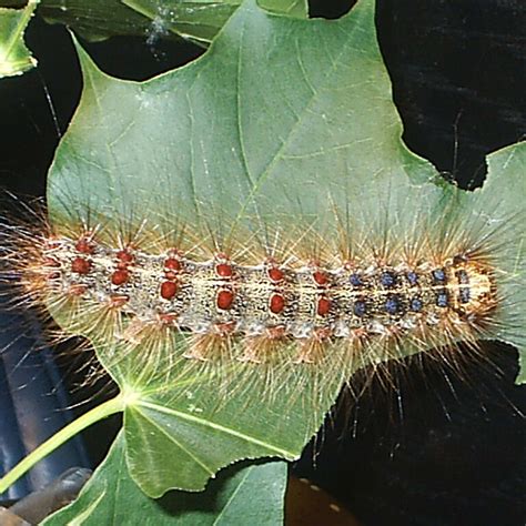 How To Grow And Care For Celeriac, Also Known as Celery Root