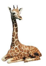Giraffe png (17) - Photo #1002 - BiNps PNG Website