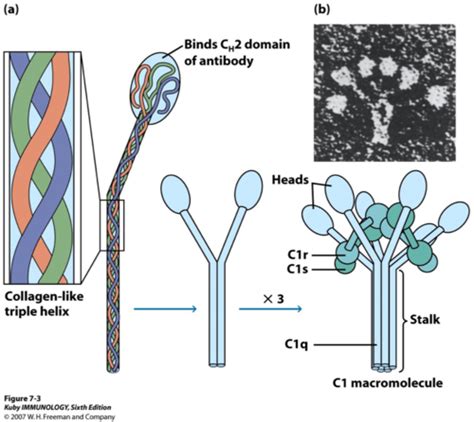 Image result for Complement Cascade Model