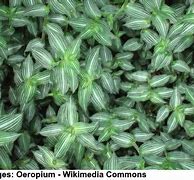 Image result for Wandering Jew Plant Dogs