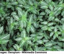 Image result for Wandering Jew Varieties