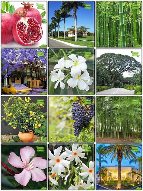 Creative Farmer Summer Seeds Combo Fruit & Tree Seeds : Lemon Fruit ...