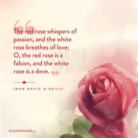 100+ Happy Rose Day Quotes, Wishes, Messages & Images To Express Your Love