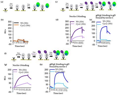 Receptor Binding-Induced Conformational Changes in Herpes Simplex Virus ...