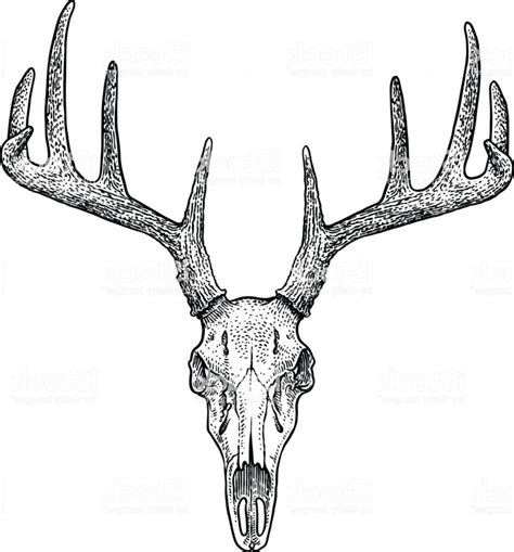 Image result for Buck Drawing Tutorial