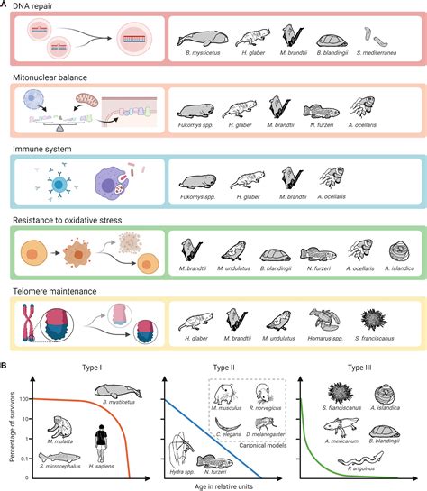 Aging Model 的图像结果