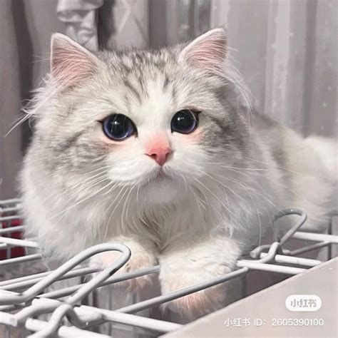 a grey and white cat sitting on top of a dishwasher